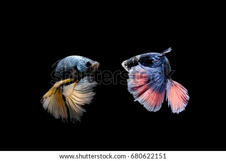 Thai beautiful blue fighting fish with yellow gold tail.