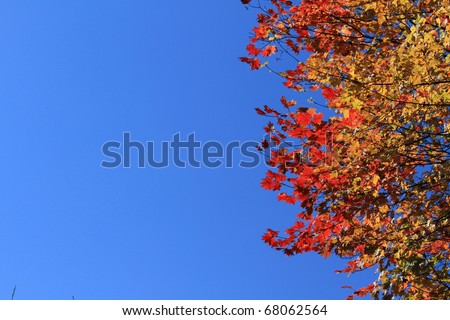 maple during fall in Japan
