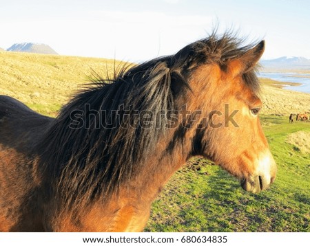 Iceland scenery and horses