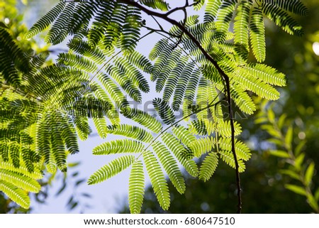 Green leaves against a bright sky background Royalty-Free Stock Photo #680647510