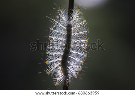 Caterpillar of the common archduke butterfly ( Lexias paralysis javelina ) on a branch. On a dark background

 
