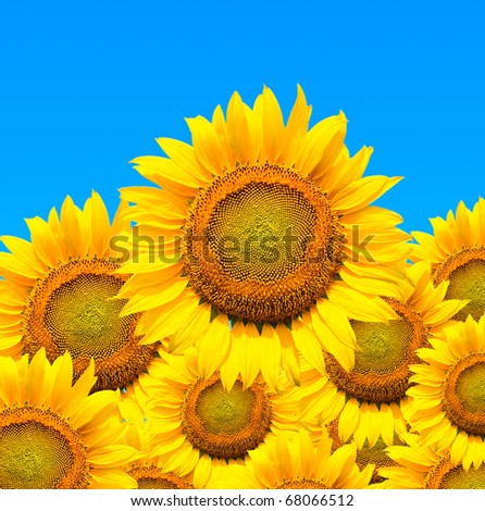 Beautiful sunflowers isolated on blue background.