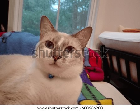 Beautiful Siamese cat looking at you