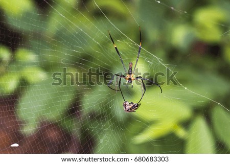 Argiope spider caught prey