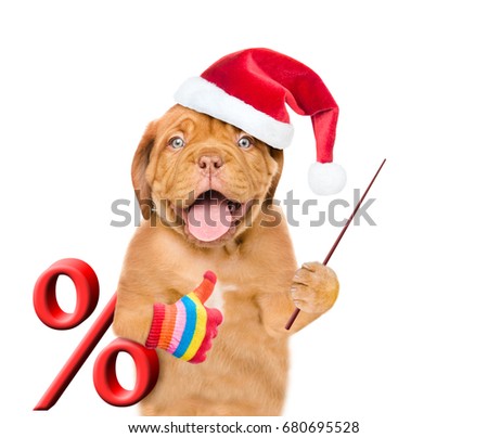 Funny puppy  in red christmas hat with a percent sign and pointing stick showing thumbs up. isolated on white background