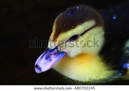 cute baby ducks playing in water. best for background purpose. 