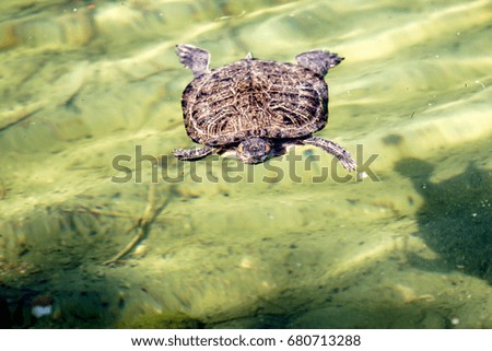 Turtle swims in a pond