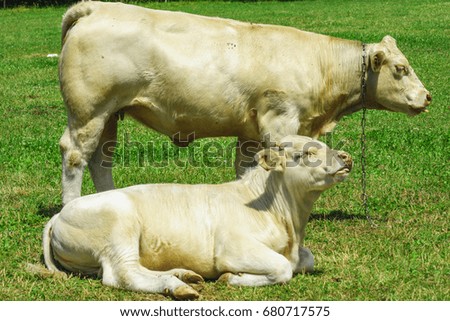 Cattle breed charolaise on the pasture