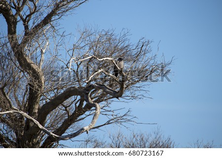 A timid  black-faced cuckoo shrike (Coracina novaehollandiae)  a common omnivorous passerine bird native to Australia perched in a melaleuca tree at Big Swamp , Bunbury, Western Australia  in spring.