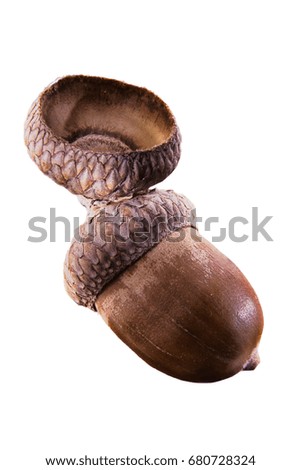 acorn of oak isolated on a white background