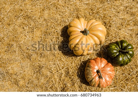 Yellow, green and orange pumpkins at the meadow - autumn background 