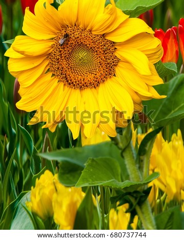 sunflower, helianthus. . They grow to six feet tall and are primarily found in woodlands