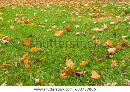 Background of colorful autumnal leaves in the grass.  Royalty-Free Stock Photo #680739886