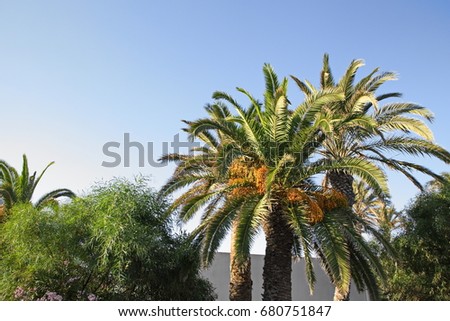 date palm tree against the sky