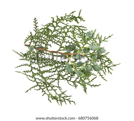 Twig branch with cones isolated on white background