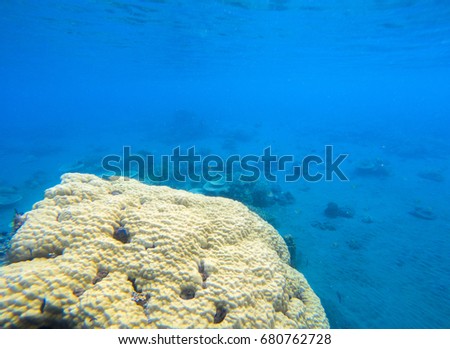 Coral seaworld in tropical seashore. Undersea landscape photo. Fauna and flora of tropical shore. Coral reef underwater photo. Snorkeling in tropics. Exotic island seaside vacation. Aquarium banner