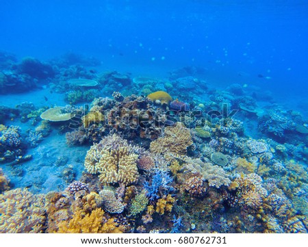Coral panorama in tropical seashore. Undersea landscape photo. Fauna and flora of tropical shore. Coral reef underwater photo. Snorkeling in tropics. Exotic island seaside vacation. Aquarium banner