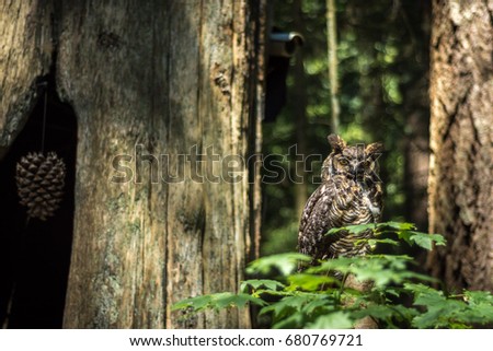 Owl in Canadian rainforest