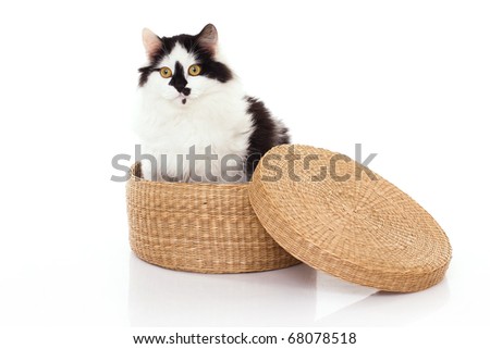White and black cat in the wicker box against the white background