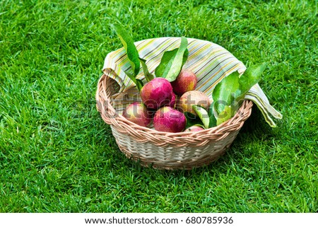 Apples in a wooden basket with a tablecloth. Fruit on green fresh grass in the garden.