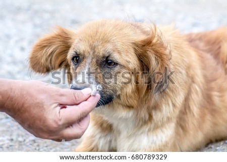 Dog and cigarette