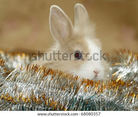 New Year's rabbit