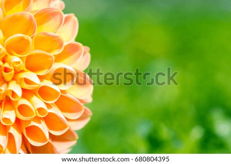 Part of an orange dahlia on a green blurred background.