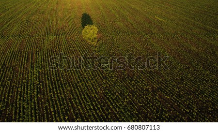 Beautiful field view from above