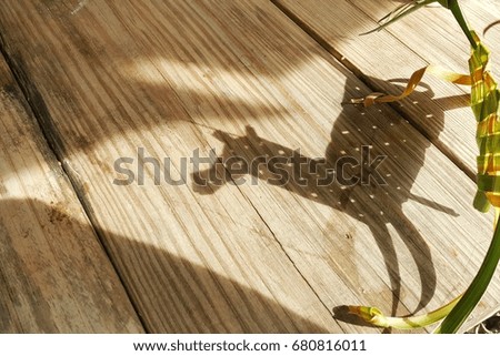 Horse shadow from basketry