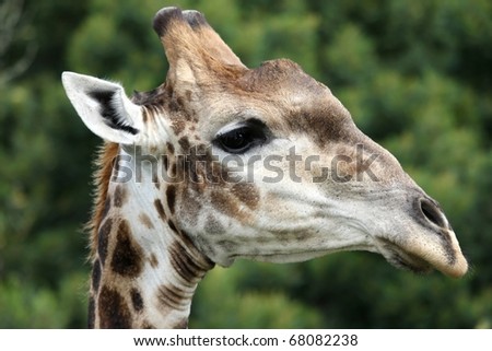 Portrait of a beautiful wild giraffe from Africa