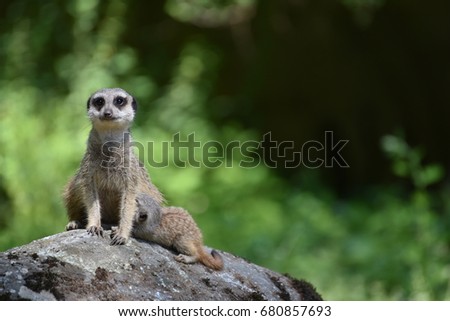 A grownup meerkat on the lookout. The baby is eating.