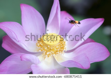 Pink lotus blossoming in the pond with bee.