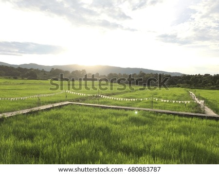 Beautiful green fields with the sunset.
