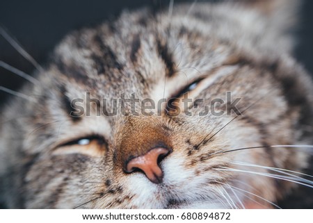 cute sleeping cat portrait. close up. portrait of the cat