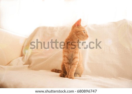 Ginger kitten / Cute little red cat sitting on white background

