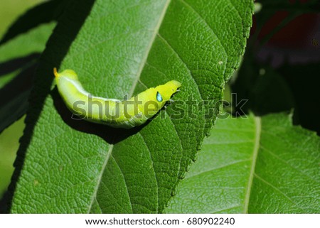  green caterpillar on branch