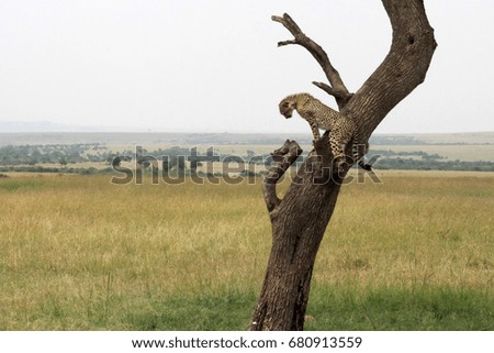 Cheetah stands on the tree and looks around, Kenya