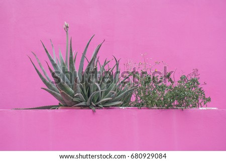 An aloe vera plant in front of a wall painted in a pink like bubble gum