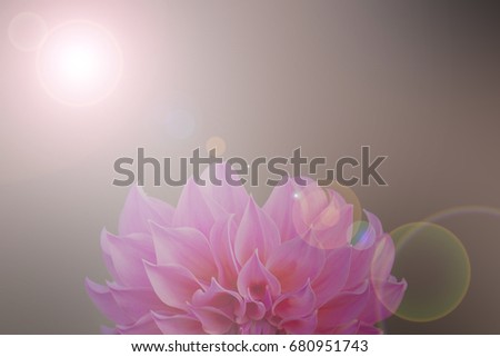 Pink flower  abstract smooth blur lens flare background
