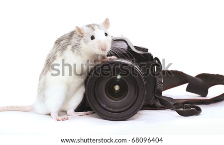 Rat sits on photo to camera