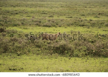 Cheetas in Serengeti plains