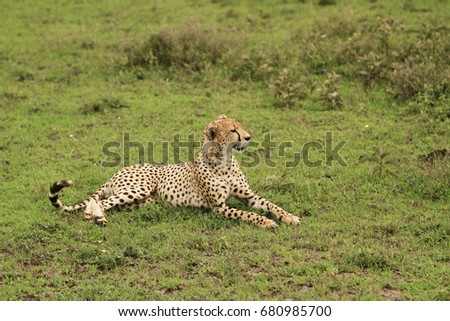 Cheetas in Serengeti plains