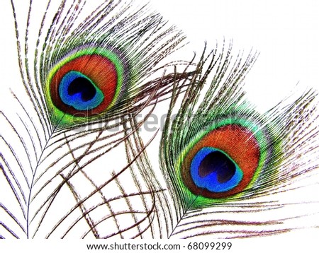 Isolated Peacock Feathers