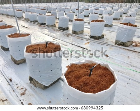 Coconut soil in bag for fertigation farm , Fertigation is related to chemigation, the injection of chemicals into an irrigation system. Royalty-Free Stock Photo #680994325