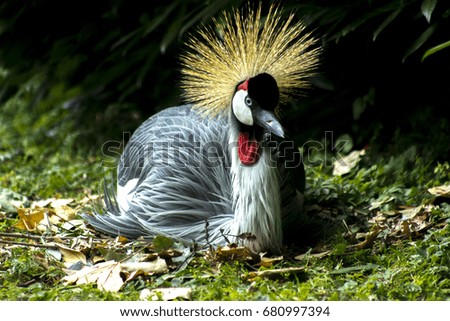 The Grey Crowned Crane