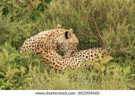 Cheetahs of Serengeti Plains