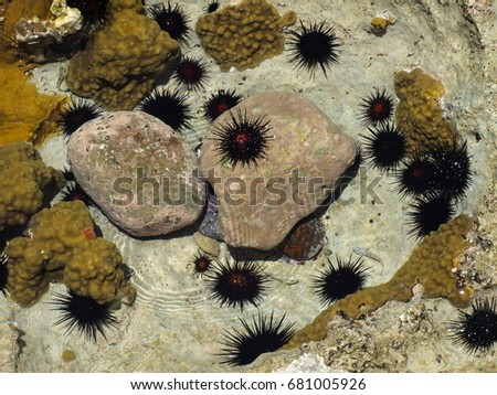 Rock Face with Sea Urchins V