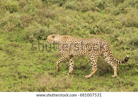 Cheetahs of Serengeti