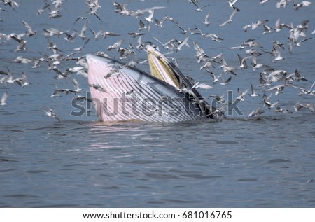 A Bryde's whale feeding on fish above the sea surface with a flock of seagulls flying around and waiting for catch small fish from mouth of the large whale in The Inner Gulf of Thailand. 

