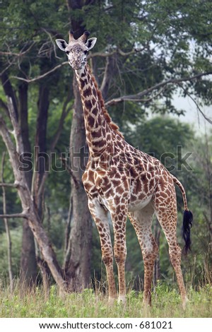 Full length body picture of a giraffe with trees in the background